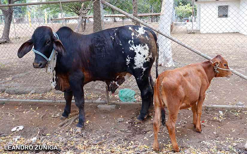 feria-bovina
